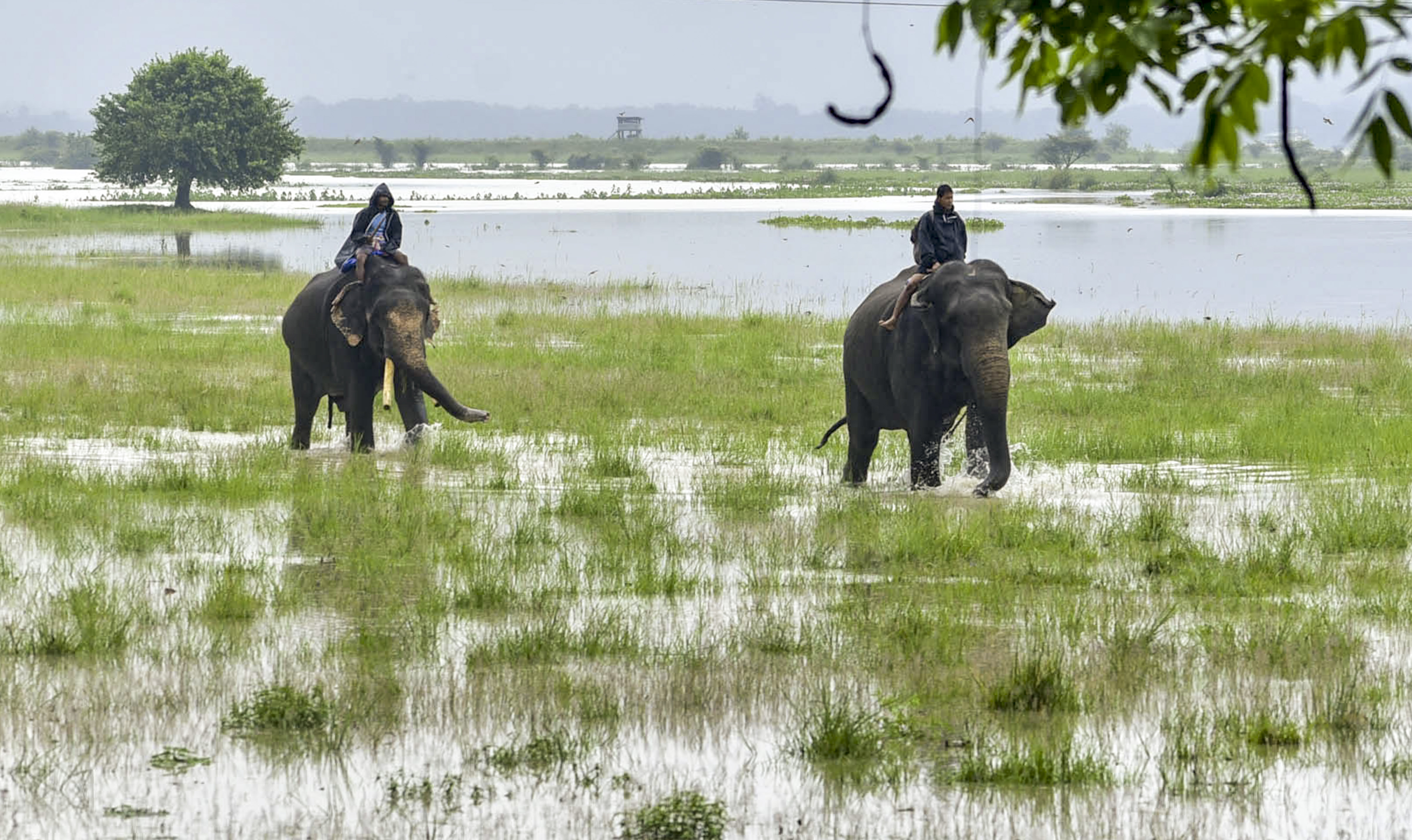 https://salarnews.in/public/uploads/images/newsimages/maannewsimage02072024_162149_assam floods1.jpg